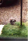 Squirel.jpg (147034 bytes)